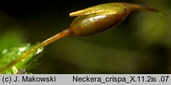 Neckera crispa (miechera kędzierzawa)