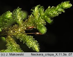 Neckera crispa (miechera kędzierzawa)