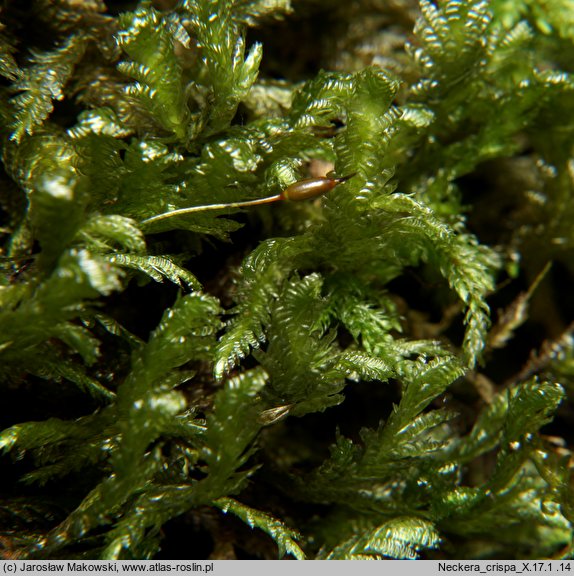 Neckera crispa (miechera kędzierzawa)