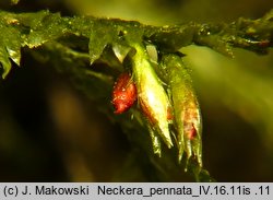 Neckera pennata (miechera pierzasta)