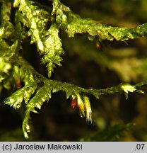 Neckera pennata (miechera pierzasta)