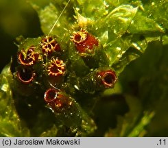 Neckera pennata (miechera pierzasta)