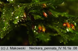 Neckera pennata (miechera pierzasta)