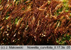 Nowellia curvifolia (nowellia krzywolistna)