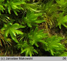 Oligotrichum hercynicum (skąpowłosek hercyński)