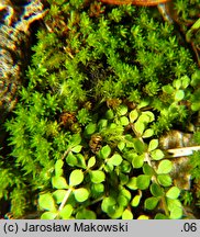 Oligotrichum hercynicum (skąpowłosek hercyński)