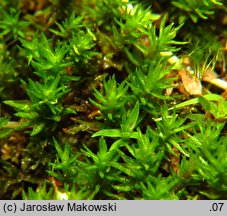 Oligotrichum hercynicum (skąpowłosek hercyński)