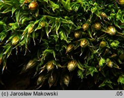 Orthotrichum diaphanum (szurpek przeźroczysty)