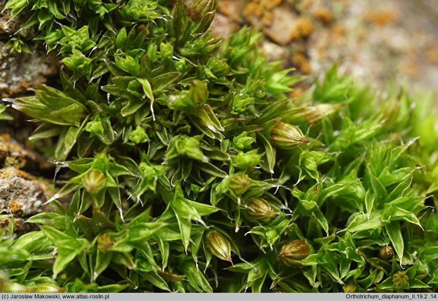 Orthotrichum diaphanum (szurpek przeźroczysty)