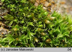 Orthotrichum diaphanum (szurpek przeźroczysty)