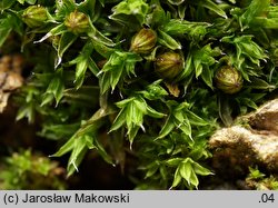 Orthotrichum diaphanum (szurpek przeźroczysty)