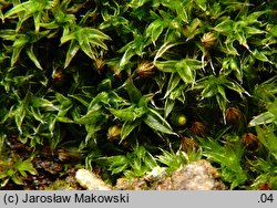 Orthotrichum diaphanum (szurpek przeźroczysty)