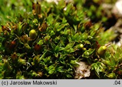 Orthotrichum diaphanum (szurpek przeźroczysty)