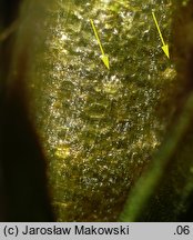 Orthotrichum diaphanum (szurpek przeźroczysty)