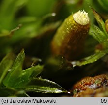 Orthotrichum diaphanum (szurpek przeźroczysty)