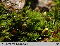 Orthotrichum diaphanum (szurpek przeźroczysty)