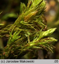 Orthotrichum lyellii (szurpek porosły)