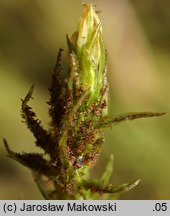 Orthotrichum lyellii (szurpek porosły)