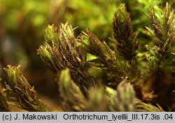Orthotrichum lyellii (szurpek porosły)