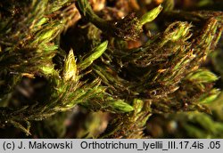 Orthotrichum lyellii (szurpek porosły)