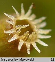 Orthotrichum lyellii (szurpek porosły)