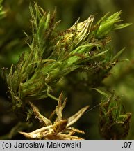 Orthotrichum lyellii (szurpek porosły)