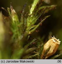 Orthotrichum lyellii (szurpek porosły)