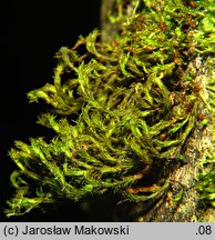 Orthotrichum lyellii (szurpek porosły)