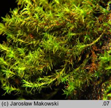 Orthotrichum lyellii (szurpek porosły)