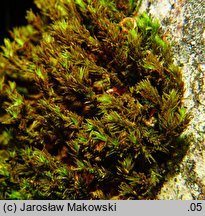 Orthotrichum lyellii (szurpek porosły)