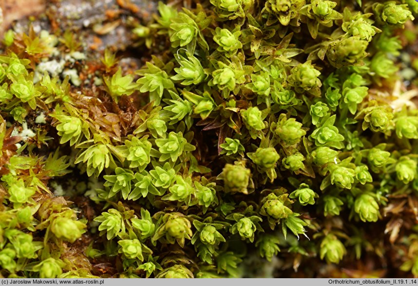 Orthotrichum obtusifolium (szurpek tępolistny)