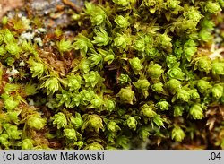 Orthotrichum obtusifolium (szurpek tępolistny)