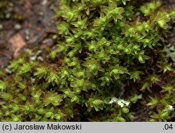 Orthotrichum obtusifolium (szurpek tępolistny)