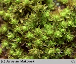 Orthotrichum obtusifolium (szurpek tępolistny)