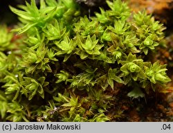 Orthotrichum obtusifolium (szurpek tępolistny)