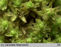 Orthotrichum obtusifolium (szurpek tępolistny)