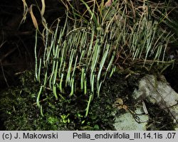 Pellia endiviifolia (pleszanka kędzierzawa)