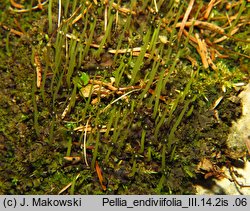 Pellia endiviifolia (pleszanka kędzierzawa)