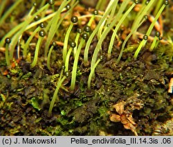 Pellia endiviifolia (pleszanka kędzierzawa)