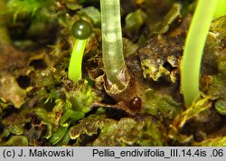 Pellia endiviifolia (pleszanka kędzierzawa)