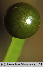 Pellia endiviifolia (pleszanka kędzierzawa)