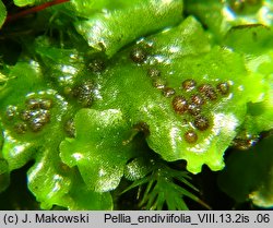 Pellia endiviifolia (pleszanka kędzierzawa)