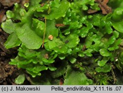 Pellia endiviifolia (pleszanka kędzierzawa)