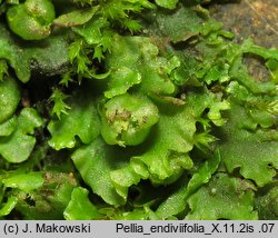 Pellia endiviifolia (pleszanka kędzierzawa)