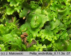 Pellia endiviifolia (pleszanka kędzierzawa)