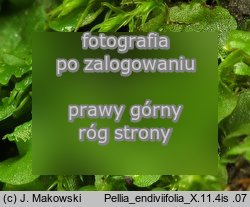 Pellia endiviifolia (pleszanka kędzierzawa)