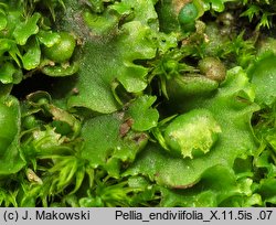 Pellia endiviifolia (pleszanka kędzierzawa)