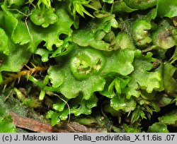 Pellia endiviifolia (pleszanka kędzierzawa)