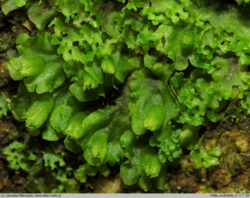 Pellia endiviifolia (pleszanka kędzierzawa)