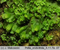 Pellia endiviifolia (pleszanka kędzierzawa)